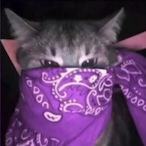 BushkaGotYou's Avatar'