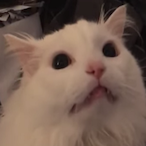 MrMemezzs's Avatar'