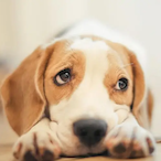 chenyutongxue's Avatar'