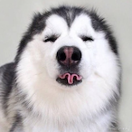 Huskippy's Avatar'