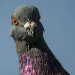 AutisticPigeon's Avatar'