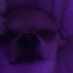 Nezzey.'s Avatar'