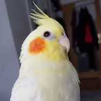 XDDDDDXDDDDD's Avatar'