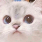 Rxkia's Avatar'