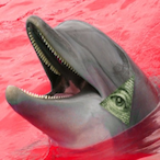 AnemicDolphin30's Avatar'