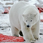 polarbear103's Avatar'