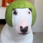 incohgnito's Avatar'