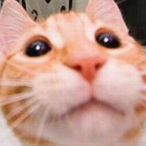 Moldypizzaroll's Avatar'