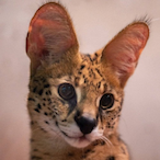 Yoshua_Bengio's Avatar'