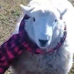 keymander q's Avatar'