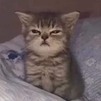 tt-elofxein's Avatar'