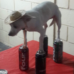 PerroLocoJoe-'s Avatar'