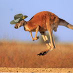 Sir_Kanga's Avatar'