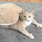 BigHDCat.UNG's Avatar'