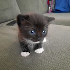 IllCatMando's Avatar'