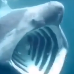 Shark.o.Pog's Avatar'