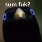 Clean_Stick's Avatar'