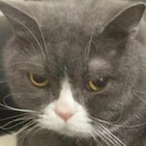 Tortablower1's Avatar'