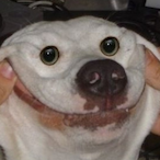 Alpach1n00's Avatar'