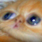 svvvp's Avatar'
