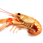 enitsuognaL's Avatar'