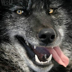 Zeym.'s Avatar'