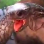Turtle.NUT's Avatar'