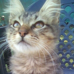 GHOST_UNKNOWN.'s Avatar'
