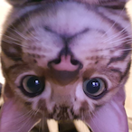 anom.nom's Avatar'