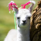 LLama.-_-'s Avatar'