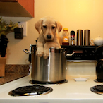 WiseMocha9090's Avatar'