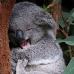 KoalaCornFlakes's Avatar'