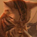 BlubberDobbie's Avatar'