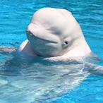 R6_LucaDaGreat's Avatar