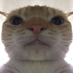 rustikl_elon's Avatar'