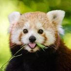 Sigmaasmurf's Avatar'