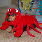 BradleyWaffles's Avatar'