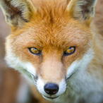 Foxbtw's Avatar'