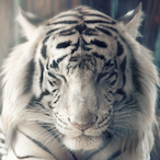 KTGAMINQ's Avatar'