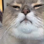 EsBichiyal's Avatar'
