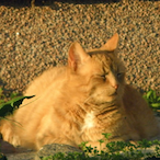 ruusateresa's Avatar'