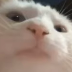 doomerook's Avatar'