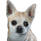 SillyMrTucker's Avatar'