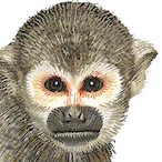funnymonkeey's Avatar'