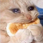 VivaTacos25's Avatar'