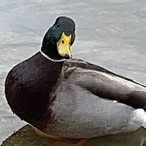 Duck-go-QUACK's Avatar'