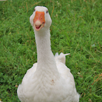 Tex.._'s Avatar'