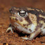 ihavea3rdIeg's Avatar'