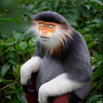 XxIrishFoxX's Avatar'
