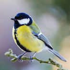 HungarianPeter's Avatar'